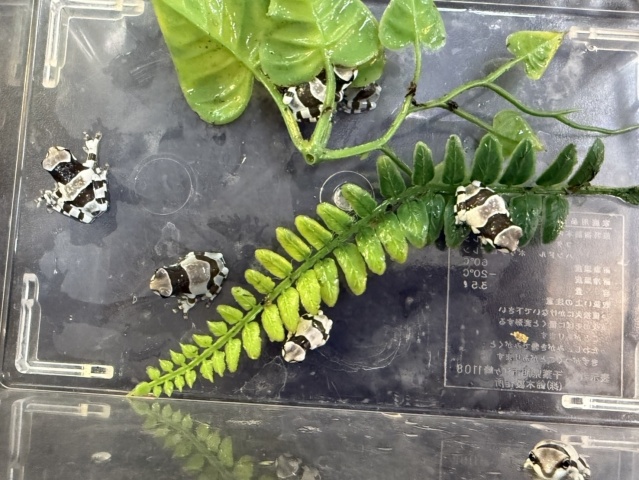 ミルキーフロッグ