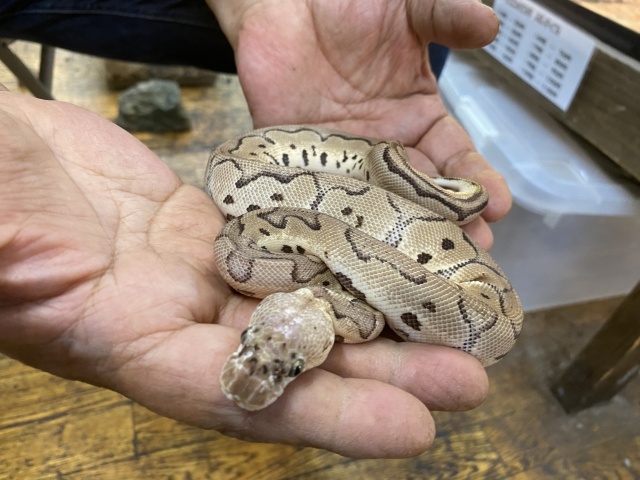 ボールパイソン(パステルクラウン)