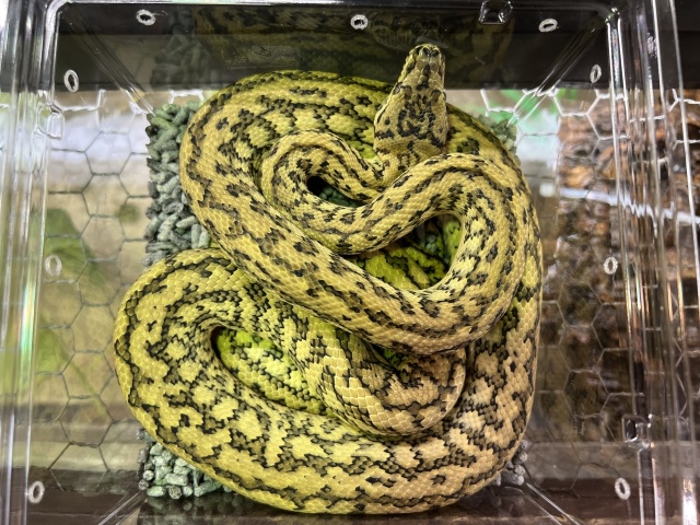 カーペットパイソン(キャラメルゼブラジャガー)