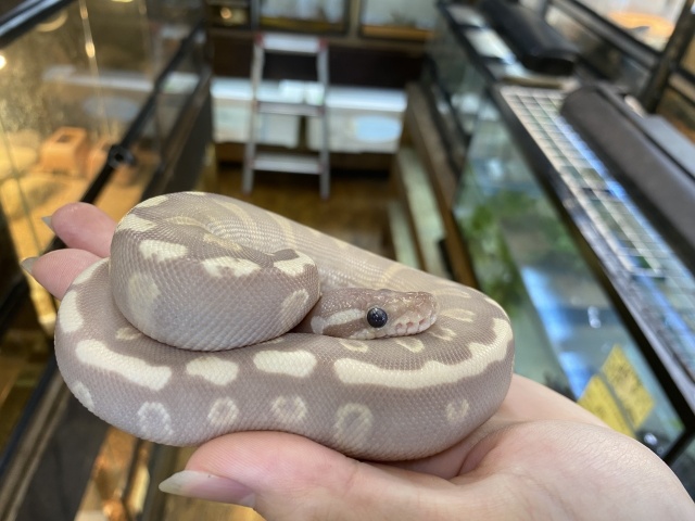 ボールパイソン(GHIバナナモハベ)