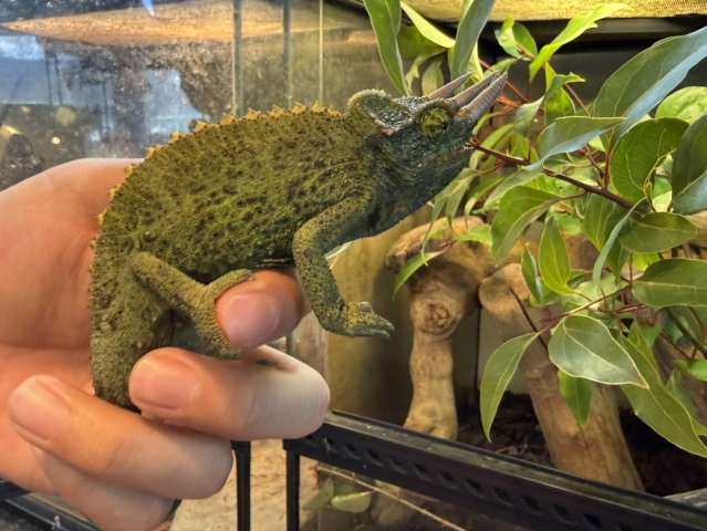 ジャクソンカメレオン(キサントロプス)