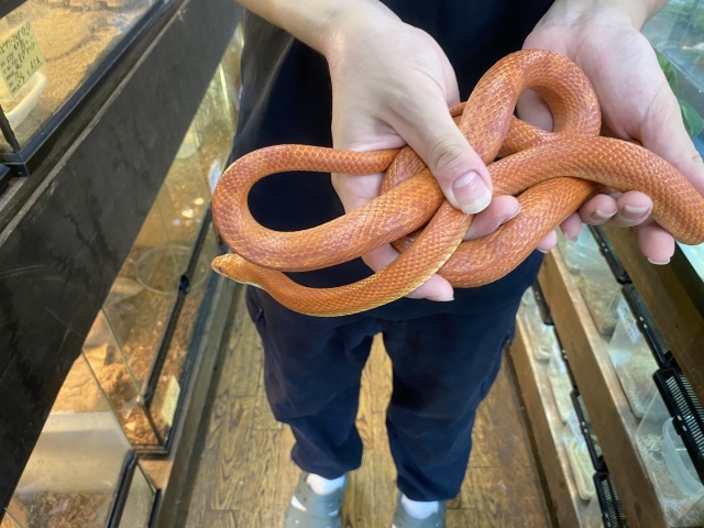 コーンスネーク(ファイア)