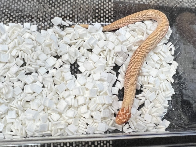 セイブシシバナヘビ(アルビノスーパーコンダ)