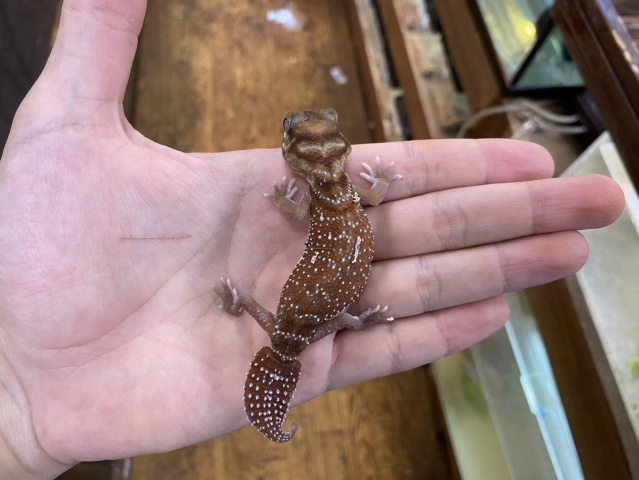 ピルバラナメハダタマオヤモリ(hetアルビノ)