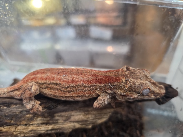 ガーゴイルゲッコー(レッドストライプ)