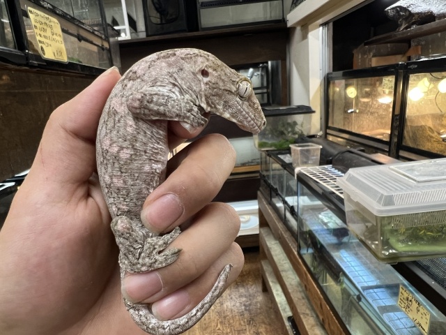 ジャイアントゲッコー(マウントコーギス)(No2)