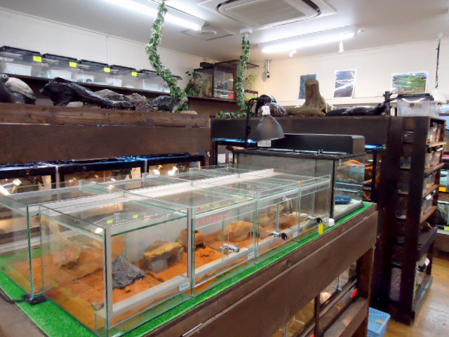 爬虫類専門店 サウリア大阪大東店