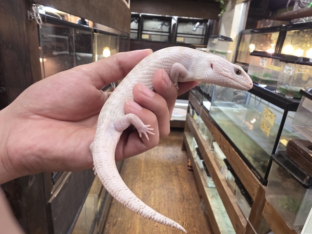 キタアオジタトカゲ(スーパーハイポ)(No.1)