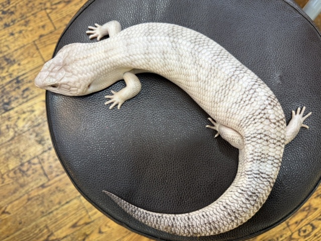 キタアオジタトカゲ(スーパーハイポhetアザンティック)