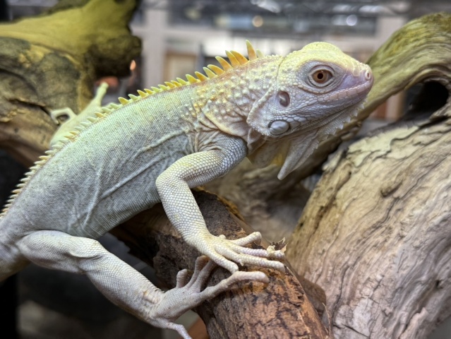グリーンイグアナ(ノヴァ)