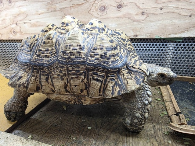 ナミビアヒョウモンリクガメ