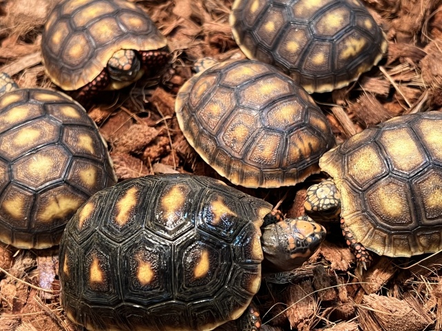 アカアシリクガメ