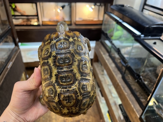 スピークセオレガメ(No.10)