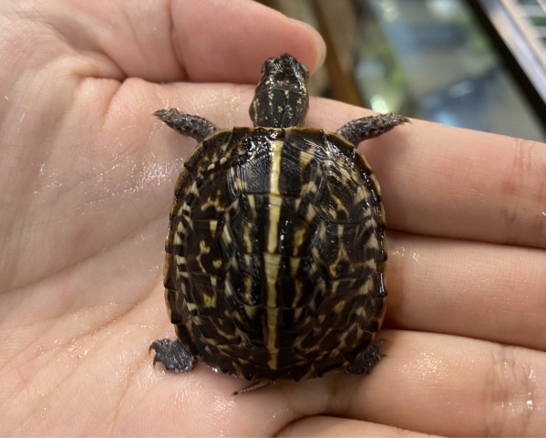 フロリダハコガメ