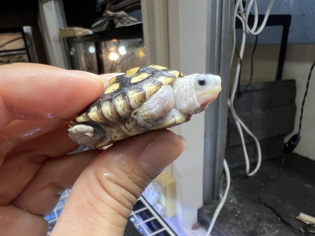 オルナータダイヤモンドバックテラピン(ピンクヘッド)