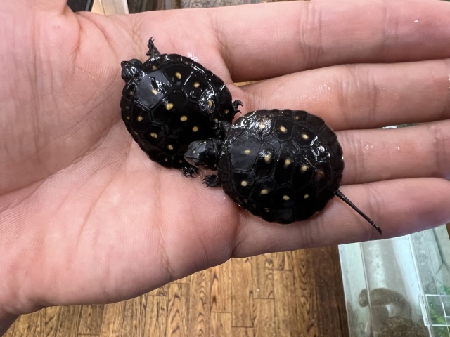 キボシイシガメ